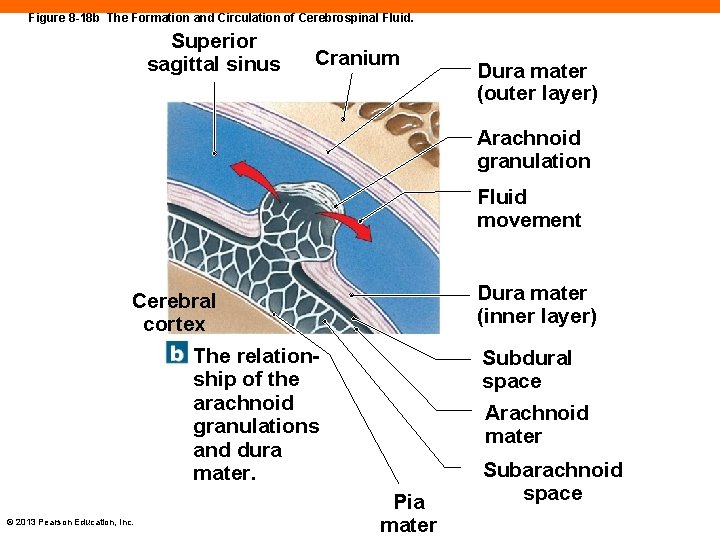 Figure 8 -18 b The Formation and Circulation of Cerebrospinal Fluid. Superior sagittal sinus