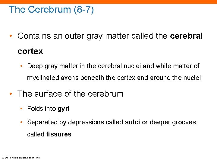 The Cerebrum (8 -7) • Contains an outer gray matter called the cerebral cortex