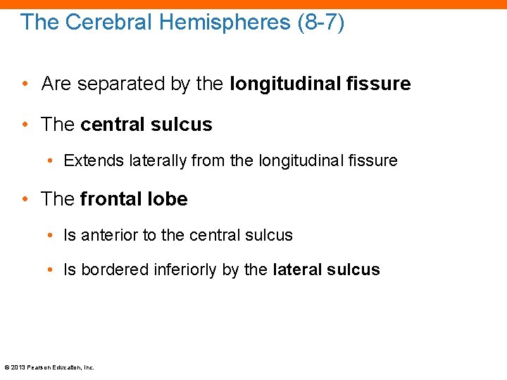 The Cerebral Hemispheres (8 -7) • Are separated by the longitudinal fissure • The