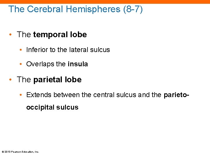 The Cerebral Hemispheres (8 -7) • The temporal lobe • Inferior to the lateral