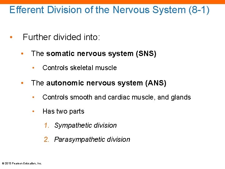 Efferent Division of the Nervous System (8 -1) • Further divided into: • The