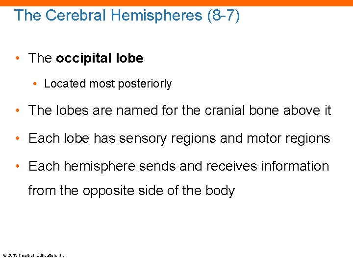 The Cerebral Hemispheres (8 -7) • The occipital lobe • Located most posteriorly •