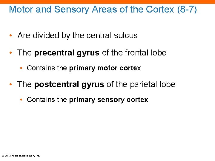 Motor and Sensory Areas of the Cortex (8 -7) • Are divided by the