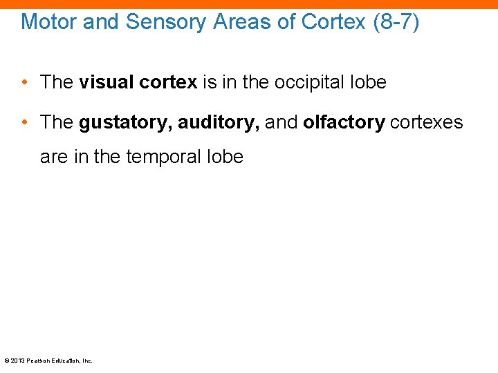 Motor and Sensory Areas of Cortex (8 -7) • The visual cortex is in