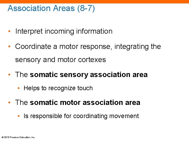 Association Areas (8 -7) • Interpret incoming information • Coordinate a motor response, integrating