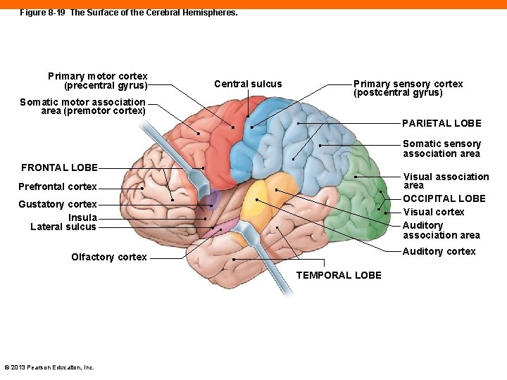 Figure 8 -19 The Surface of the Cerebral Hemispheres. Primary motor cortex (precentral gyrus)