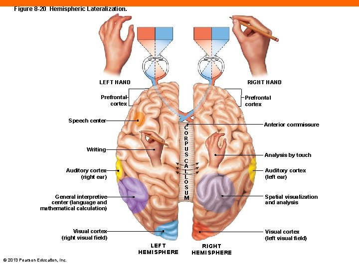 Figure 8 -20 Hemispheric Lateralization. RIGHT HAND LEFT HAND Prefrontal cortex Speech center Anterior