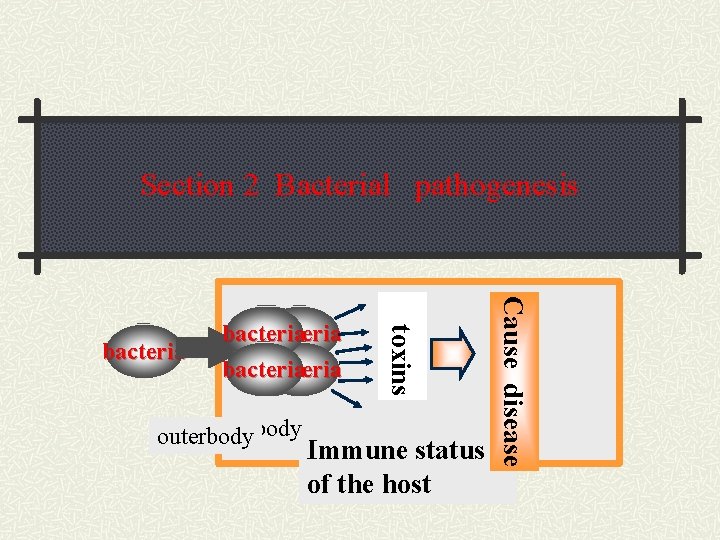 Section 2 Bacterial pathogenesis Immune status of the host Cause disease inbody outerbody toxins