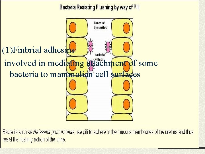 (1)Finbrial adhesins involved in mediating attachment of some bacteria to mammalian cell surfaces 