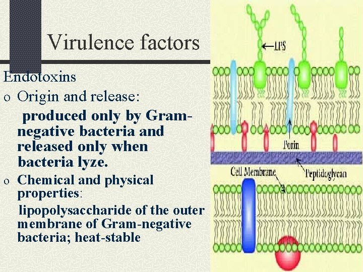 Virulence factors Endotoxins o Origin and release: produced only by Gramnegative bacteria and released