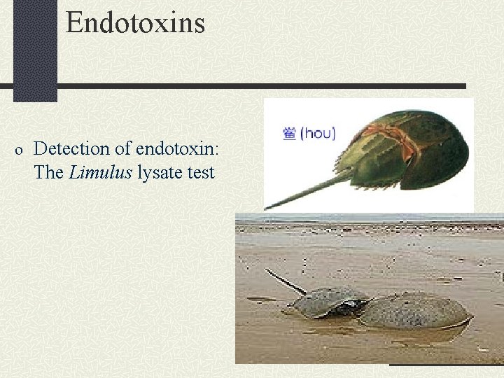 Endotoxins o Detection of endotoxin: The Limulus lysate test Endotoxins o Detection of endotoxin: The Limulus lysate test