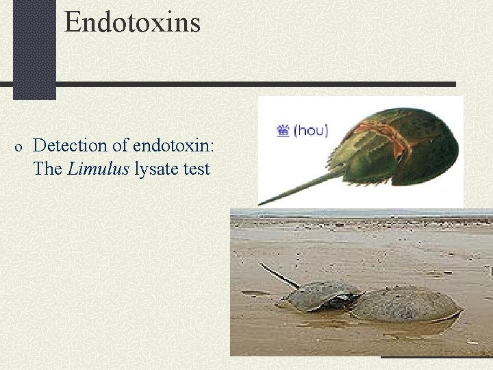 Endotoxins o Detection of endotoxin: The Limulus lysate test 