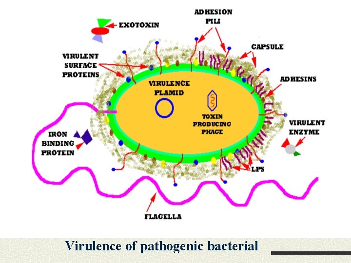 Virulence of pathogenic bacterial 