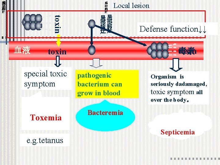 Local lesion toxin 毒 素 血液 局局 部部 病病 灶灶 toxin 毒素 toxin special