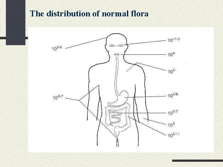 The distribution of normal flora The distribution of normal flora