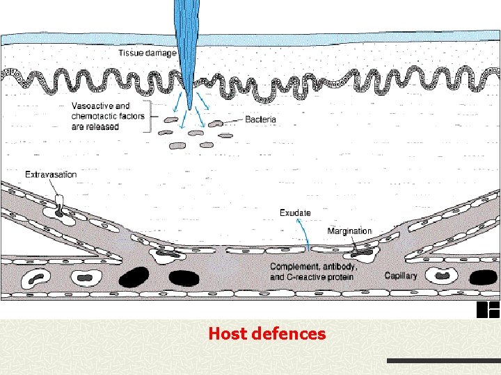 Host defences 