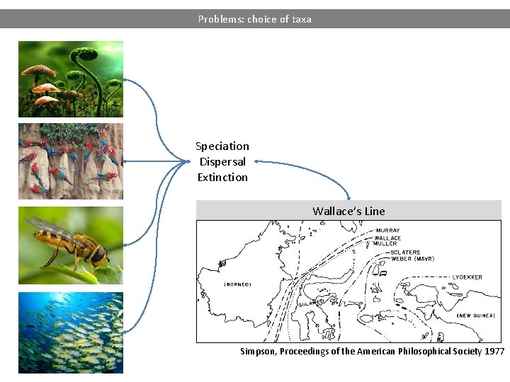 Problems: choice of taxa Speciation Dispersal Extinction Wallace’s Line Simpson, Proceedings of the American