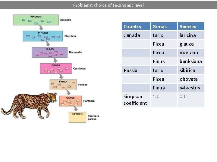 Problems: choice of taxonomic level Country Genus Species Canada Larix laricina Picea glauca Picea