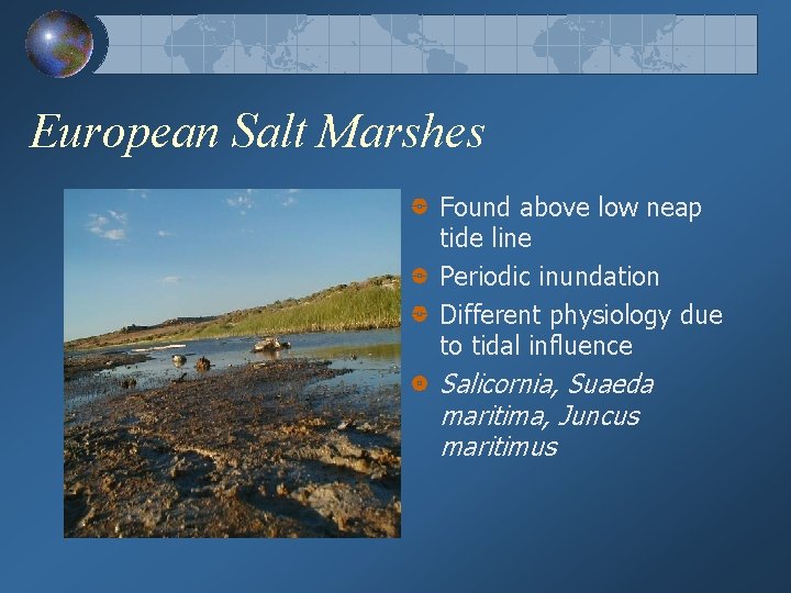 European Salt Marshes Found above low neap tide line Periodic inundation Different physiology due