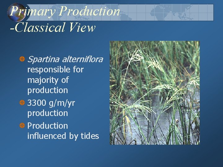 Primary Production -Classical View Spartina alterniflora responsible for majority of production 3300 g/m/yr production