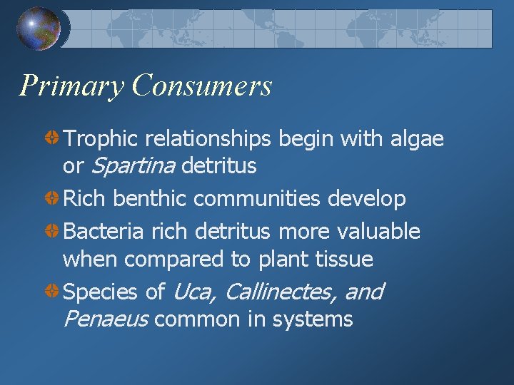 Primary Consumers Trophic relationships begin with algae or Spartina detritus Rich benthic communities develop