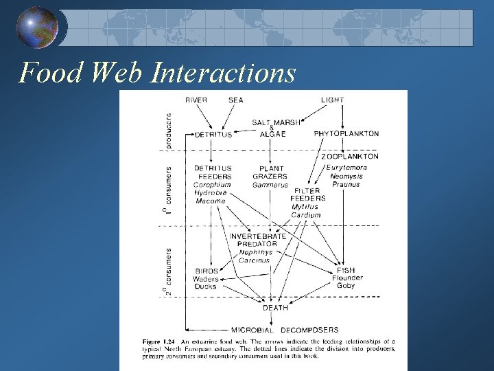 Food Web Interactions 