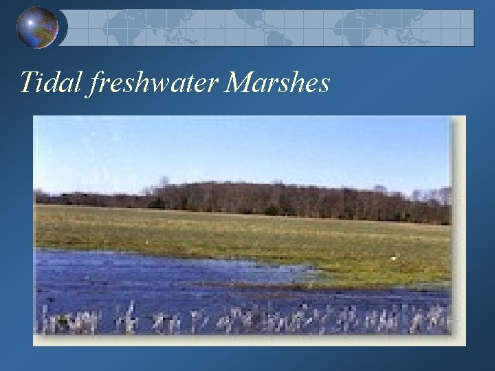 Tidal freshwater Marshes 