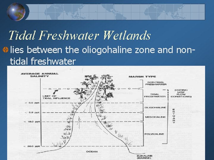 Tidal Freshwater Wetlands lies between the oliogohaline zone and nontidal freshwater 