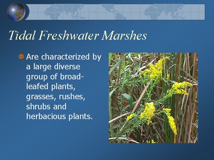 Tidal Freshwater Marshes Are characterized by a large diverse group of broadleafed plants, grasses,