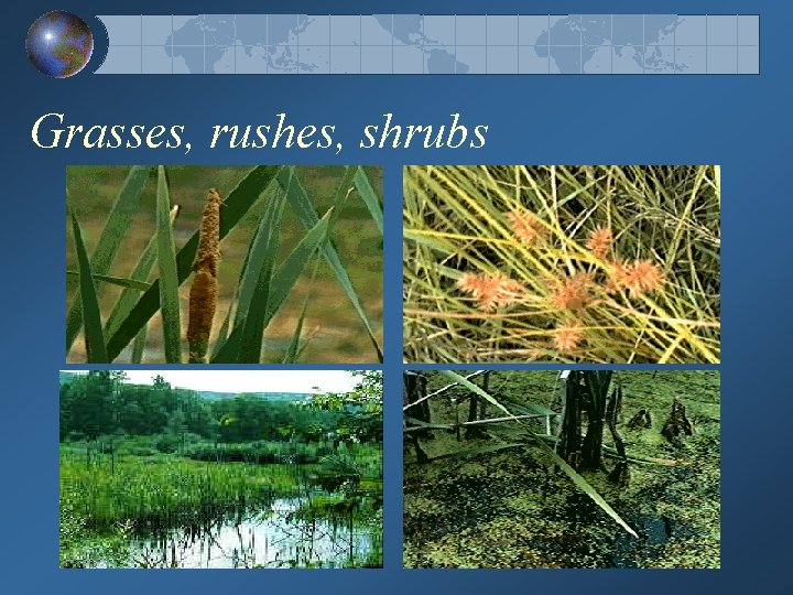 Grasses, rushes, shrubs 