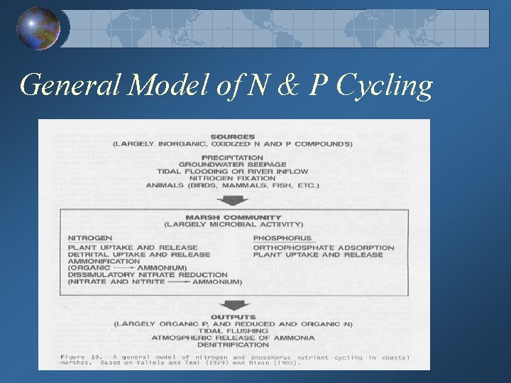 General Model of N & P Cycling 