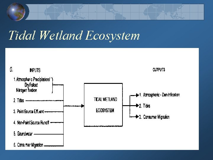 Tidal Wetland Ecosystem 