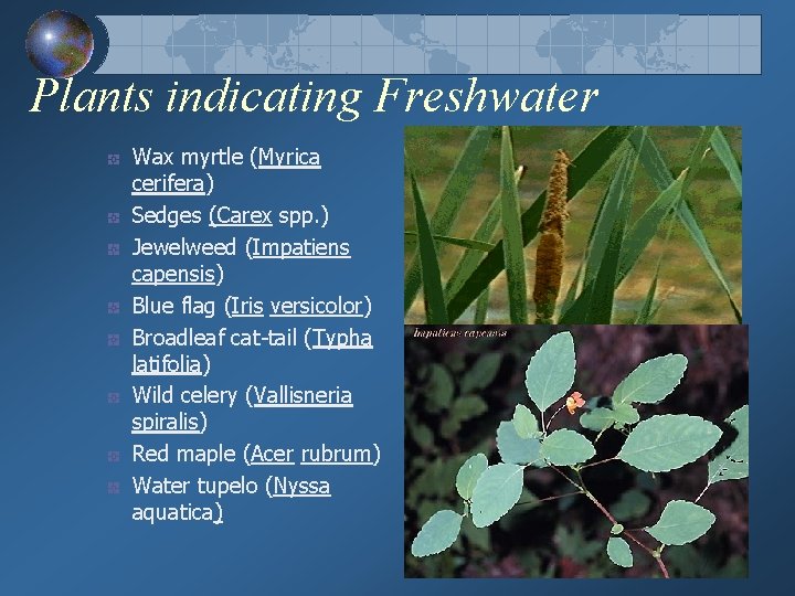 Plants indicating Freshwater Wax myrtle (Myrica cerifera) Sedges (Carex spp. ) Jewelweed (Impatiens capensis)