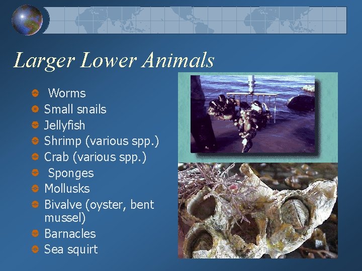 Larger Lower Animals Worms Small snails Jellyfish Shrimp (various spp. ) Crab (various spp.