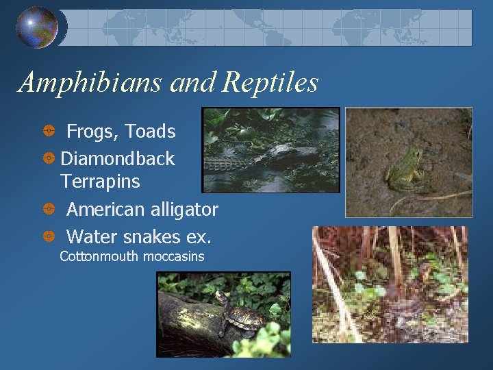 Amphibians and Reptiles Frogs, Toads Diamondback Terrapins American alligator Water snakes ex. Cottonmouth moccasins