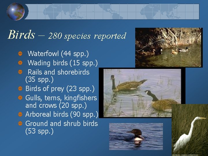 Birds – 280 species reported Waterfowl (44 spp. ) Wading birds (15 spp. )