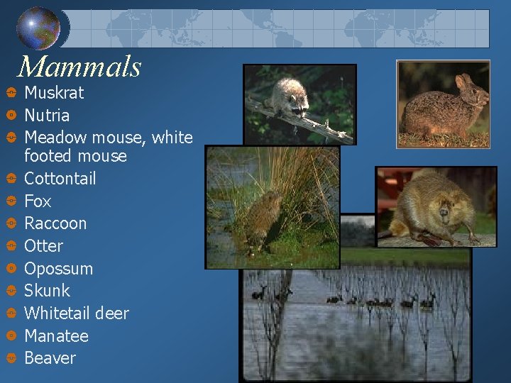 Mammals Muskrat Nutria Meadow mouse, white footed mouse Cottontail Fox Raccoon Otter Opossum Skunk