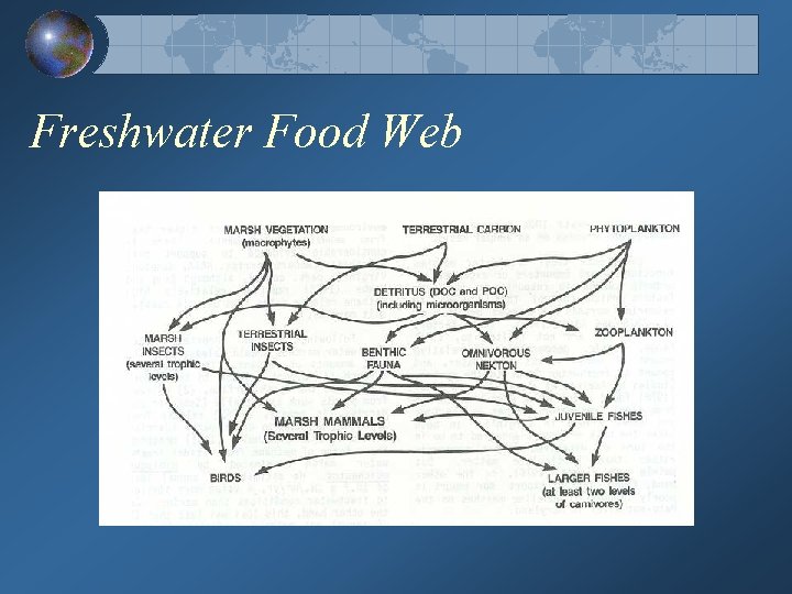 Freshwater Food Web 