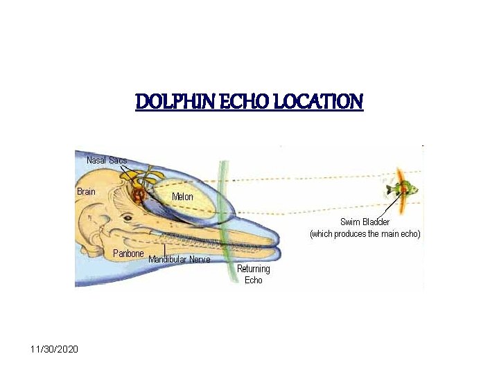 DOLPHIN ECHO LOCATION 11/30/2020 