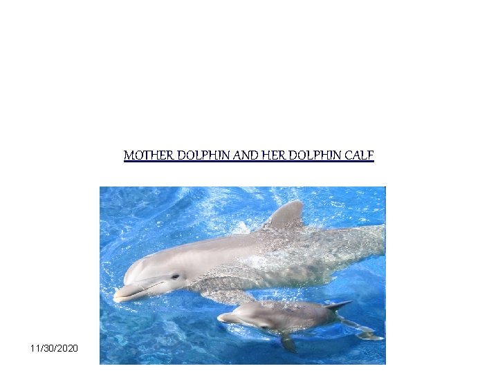 MOTHER DOLPHIN AND HER DOLPHIN CALF 11/30/2020 