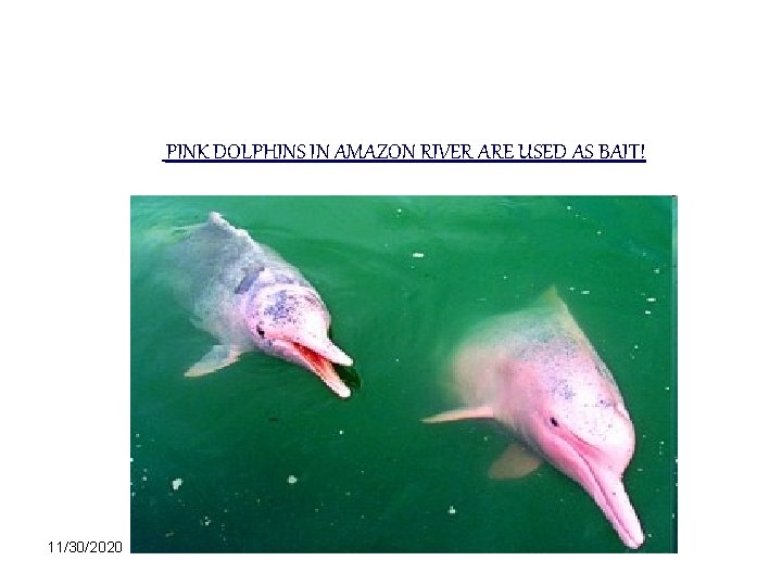 PINK DOLPHINS IN AMAZON RIVER ARE USED AS BAIT! 11/30/2020 