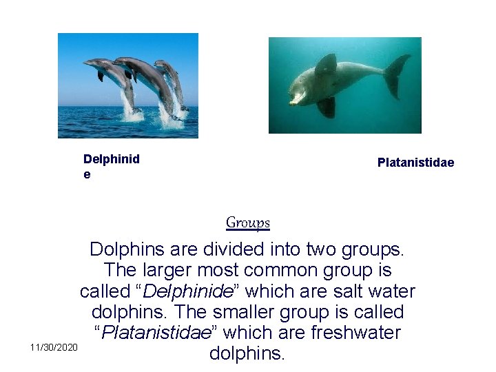 Delphinid e Platanistidae Groups Dolphins are divided into two groups. The larger most common
