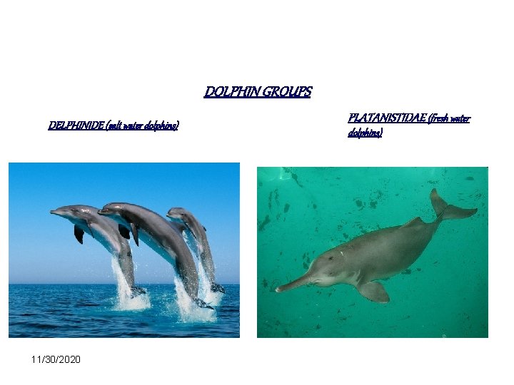 DOLPHIN GROUPS DELPHINIDE (salt water dolphins) 11/30/2020 PLATANISTIDAE (fresh water dolphins) 