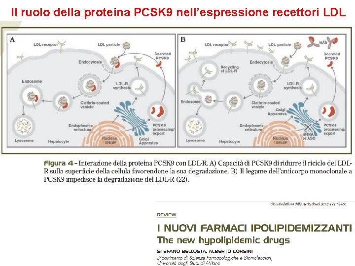 Il ruolo della proteina PCSK 9 nell’espressione recettori LDL 