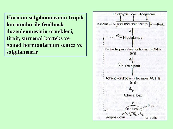 Hormon salgılanmasının tropik hormonlar ile feedback düzenlenmesinin örnekleri, tiroit, sürrenal korteks ve gonad hormonlarının