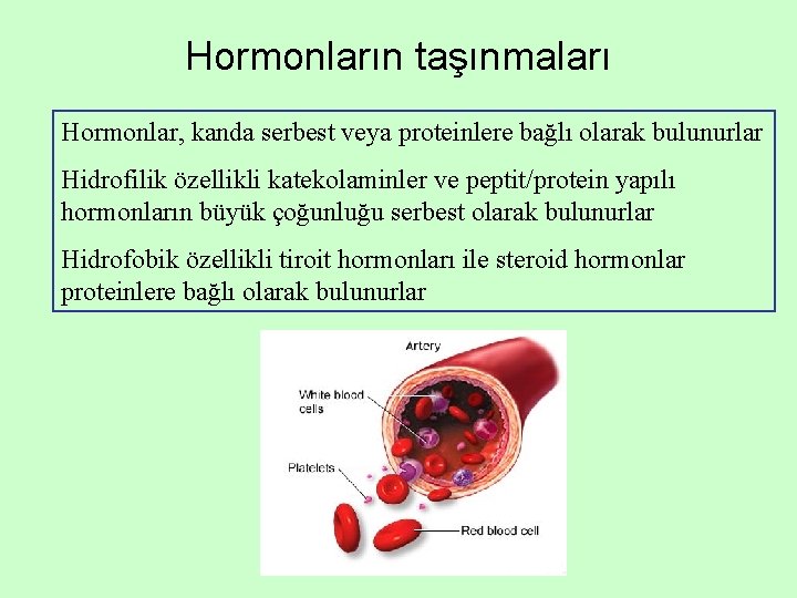 Hormonların taşınmaları Hormonlar, kanda serbest veya proteinlere bağlı olarak bulunurlar Hidrofilik özellikli katekolaminler ve