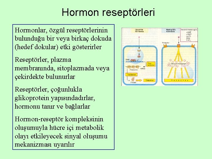 Hormon reseptörleri Hormonlar, özgül reseptörlerinin bulunduğu bir veya birkaç dokuda (hedef dokular) etki gösterirler