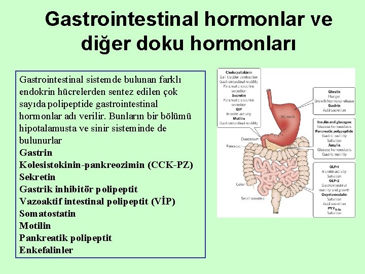 Gastrointestinal hormonlar ve diğer doku hormonları Gastrointestinal sistemde bulunan farklı endokrin hücrelerden sentez edilen