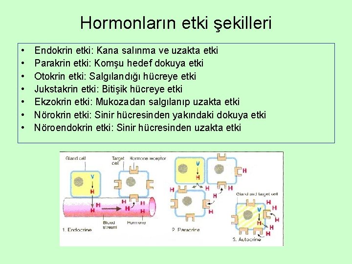 Hormonların etki şekilleri • • Endokrin etki: Kana salınma ve uzakta etki Parakrin etki: