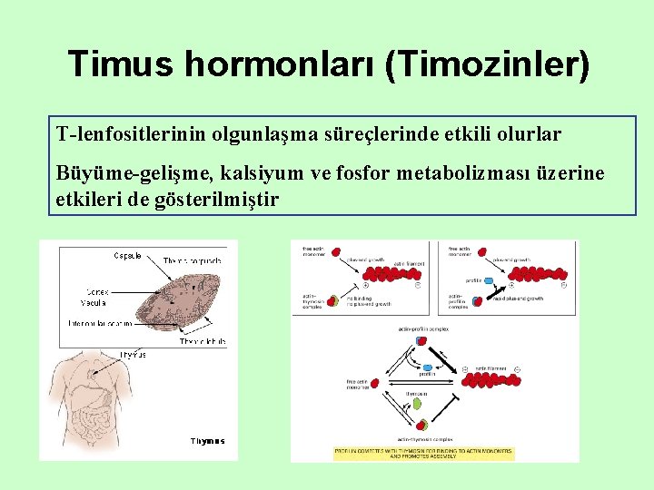 Timus hormonları (Timozinler) T-lenfositlerinin olgunlaşma süreçlerinde etkili olurlar Büyüme-gelişme, kalsiyum ve fosfor metabolizması üzerine